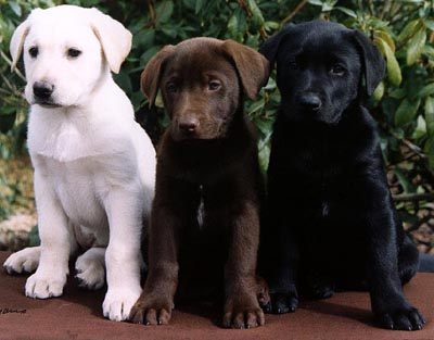 labrador